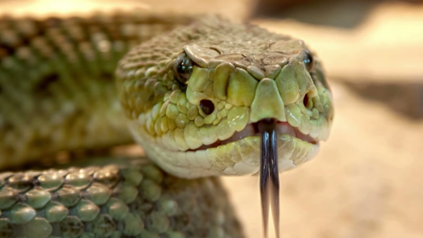 Nếu rắn vào nhà đánh con gì khi nó là rắn độc?